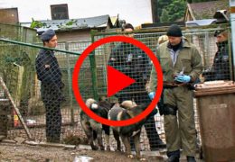 Organisierte Kriminalität! Razzia der Polizei bei Hundezüchter
