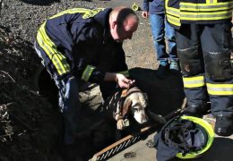 Hund in Kanal gefangen! Feuerwehr leistet Hilfe